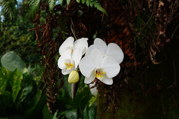 Flor de Orquídea Phalaenopsis