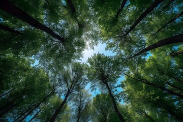 Clear blue sky and green trees seen from below