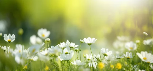 Poster sunny spring background, hd wallpaper, in the style of soft focus lens, dark white and green, symbolic nabis, flower power, serene landscapism, award-winning - generative ai © Nia™