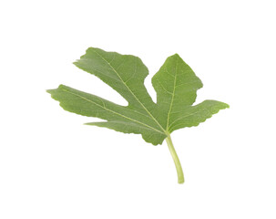 One green leaf of fig tree on white background
