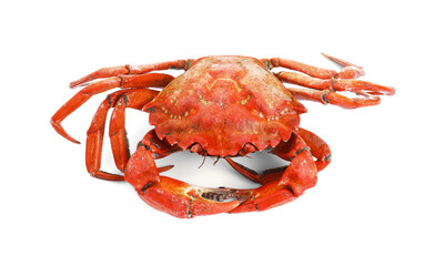 One delicious boiled crab isolated on white, top view