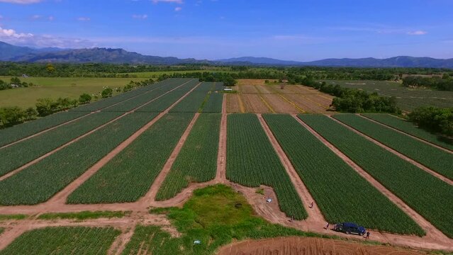 Drone sobre cultivos de pi&ntilde;a en Casanare, Colombia