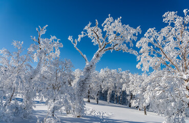 厳冬期、樹氷に覆われた世界