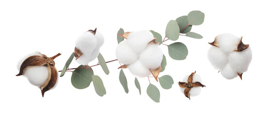 Cotton flowers and eucalyptus leaves falling isolated on white