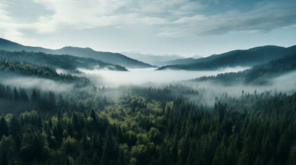 Fototapeta premium Fog-Kissed Pines: A Top-Down Photographic Exploration of Coniferous Splendor