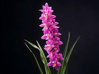 Obraz premium Foxtail Orchid flower in studio background, single Foxtail orchid flower, Beautiful flower images