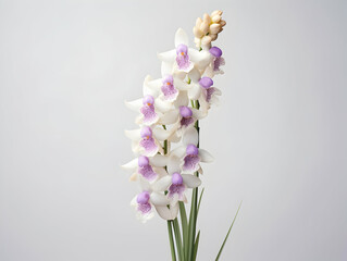 Foxtail Orchid flower in studio background, single Foxtail orchid flower, Beautiful flower images