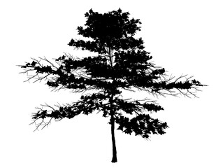 Tree model 3d silhouette on white