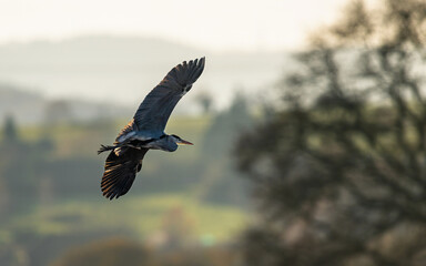 Grey Heron, Ardea cinerea, birdin flight over marshes in winter soft sunset light	