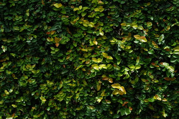 Fototapeta na wymiar Fundo Verde com Plantas - Background