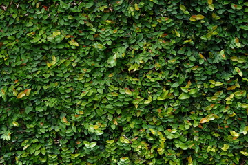 Fundo Verde com Plantas - Background - obrazy, fototapety, plakaty
