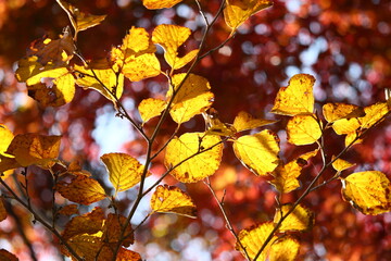 紅葉