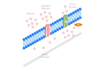 3D Isometric Flat  Conceptual Illustration of Molecules ATP Movement, Passive vs Active Cell Transport