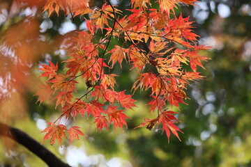 日本の紅葉
