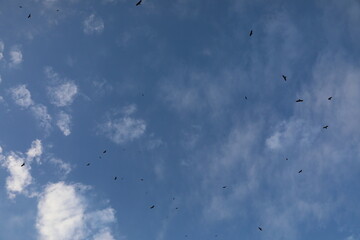 大空に群れるトンビ