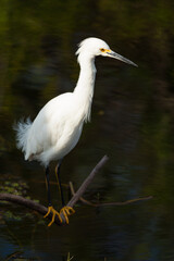 Fototapeta premium Snowy Egret in the Florida Everglades