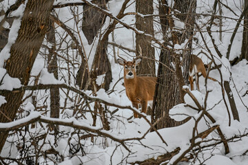 Whitetail Deer in Snow