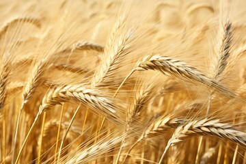 Wheat field