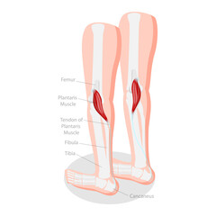 3D Isometric Flat  Conceptual Illustration of Plantaris Muscle, Medical Educational Diagram