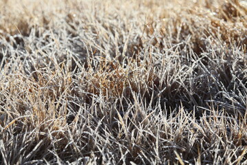 Fototapeta premium 凍りついている草原