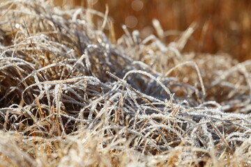 凍りついている草原