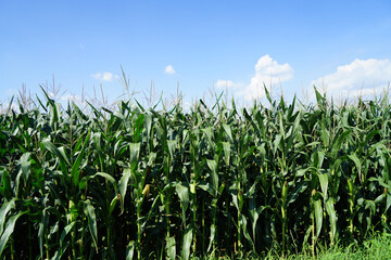 The corn in the field