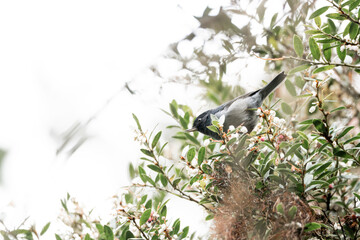 flower piercer bird nature