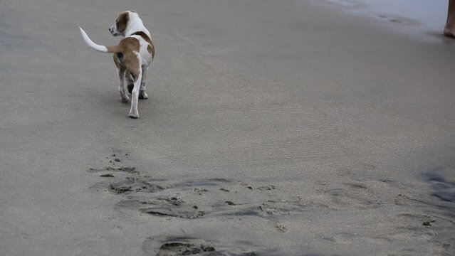 Pet playing on sea beach. Woman can be een walking near the dog 
