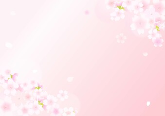 桜のピンクの背景