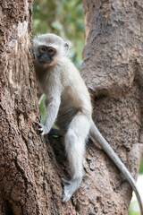 Young vervet monkey climbing in tree in Krueger National Park in South Africa RSA