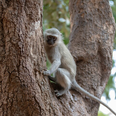 Little vervet monkey in Krueger National Park in South Africa RSA