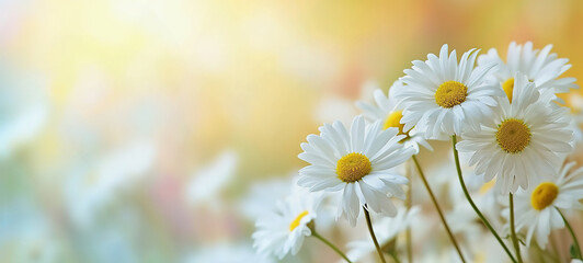 Daisies on soft, dreamy background copy space. Spring summer banner
