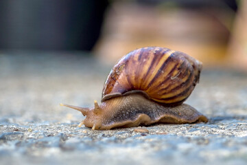 Close up of a snail with a shell.Selective focus.