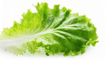 A piece of fresh lettuce isolated on white background. - obrazy, fototapety, plakaty