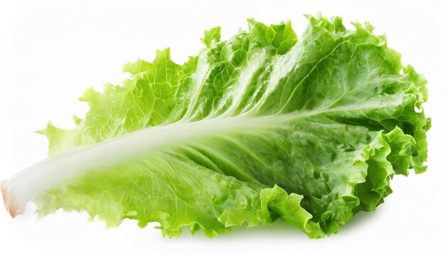 A piece of fresh lettuce isolated on white background.
