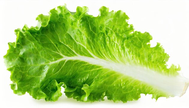 A piece of fresh lettuce isolated on white background.