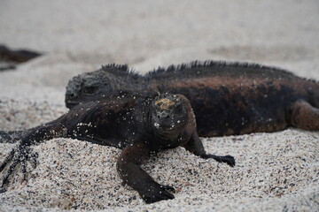 iguana on the beach
