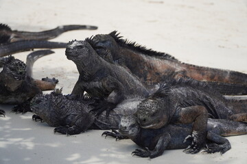 iguana on the beach