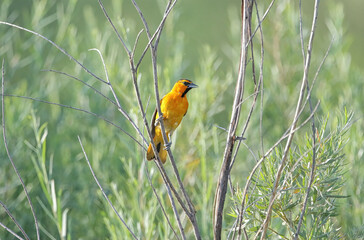 A Bullock's Oriole bird in the wild perched on a vertical branch in a foliaged green habitat.