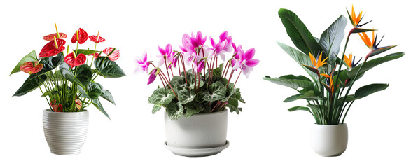 Set of colorful exotic plants with flowers over isolated transparent background. Anthurium, cyclame and bird of paradise