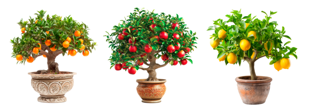 Roman style pot trees of orange, apple and lemon over white transparent background