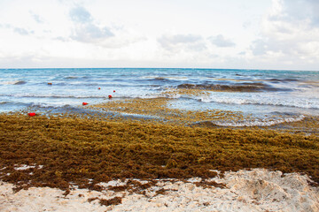 Playa Del Carmen, Quintana Roo, Mexico beach is covered into large amount of sargassum seaweed, Atlantic ocean view. Windy weather, waves on the water 