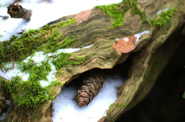 Mossy dead wood on the forest floor with a pine-cone nestled in a knot, covered in snow. 