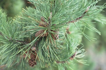 Close up of pine tree, most likely Lodgepole Pine (Pinus contorta), branches, needles, and pine cones, with the rest of the tree out of focus in the background. 