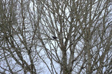 Bare tree on an overcast day in winter with crows, most likely American Crow (Corvus brachyrhynchos), perched in the branches. 