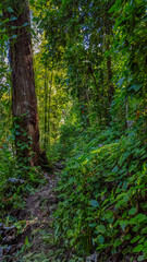 path in the forest