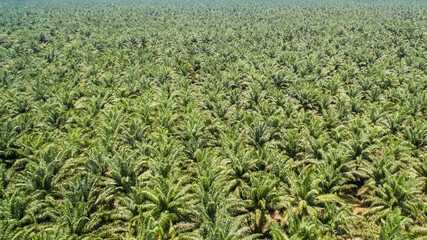 aerial view of palm oil plantation © Yusnizam Yusof