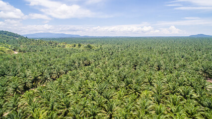 Fototapeta na wymiar aerial view of palm oil plantation