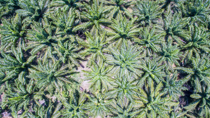 aerial view of palm oil plantation © Yusnizam Yusof
