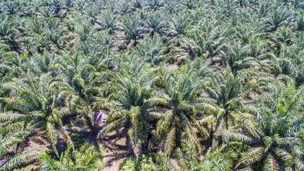 aerial view of palm oil plantation © Yusnizam Yusof